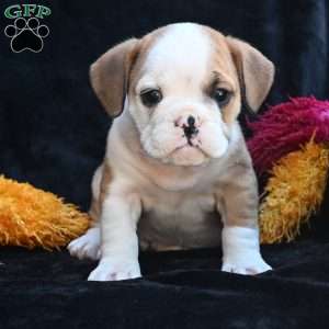 Oliver, Miniature Bulldog Puppy